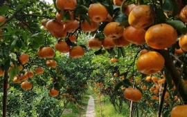  VƯỜN QUÝT HỒNG – LÀNG HOA - CHỢ QUÊ 