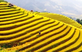 RUỘNG BẬC THANG HOÀNG SU PHÌ - CHỢ PHIÊN BẮC HÀ